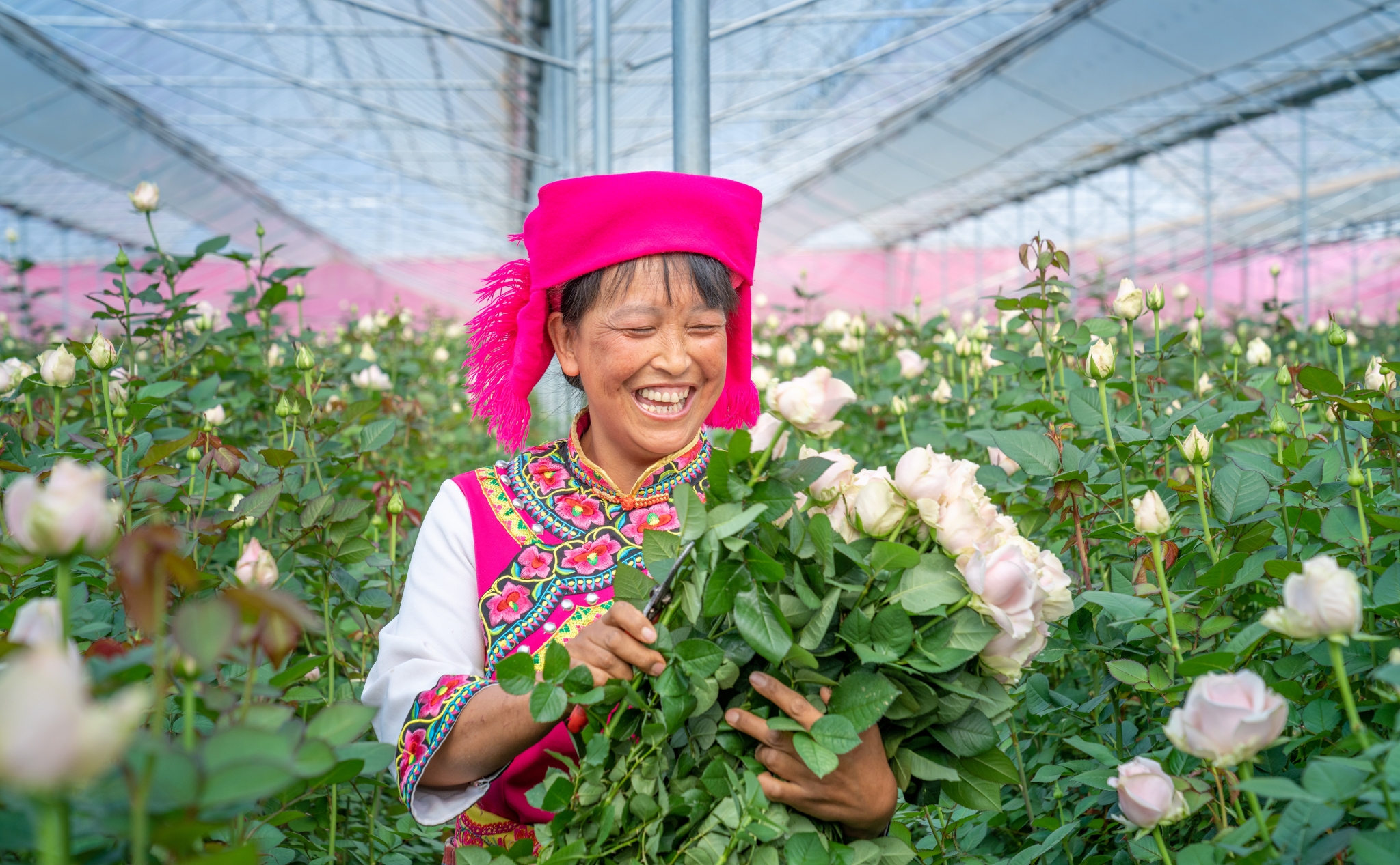 晋宁“花卉”这十年：走出“芬芳”致富路