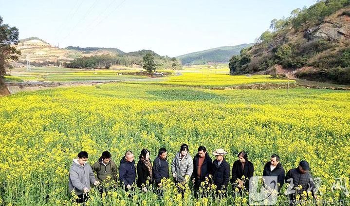 玉溪峨山县塔甸镇瓦哨宗片区306亩连片油菜花绽放