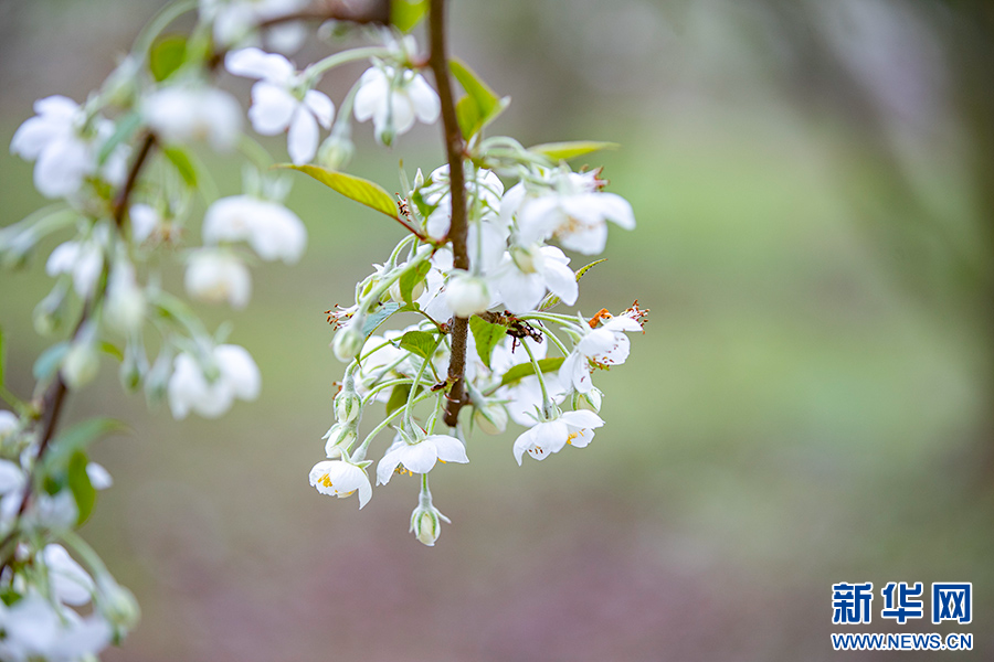 山楂花开白如雪风光宜人引客来