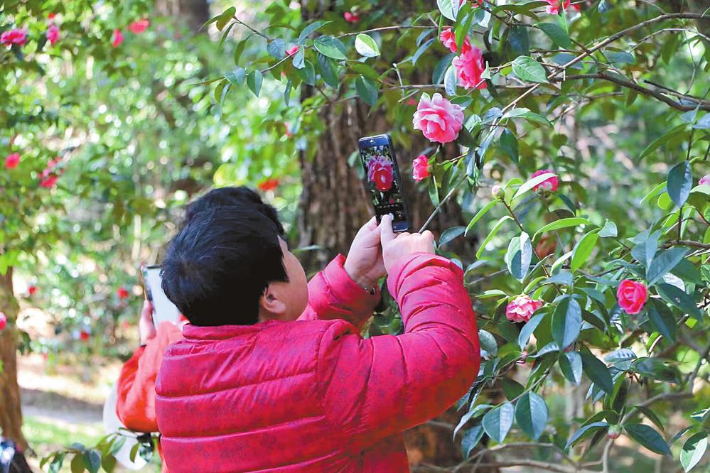 早春时节,昆明市金殿名胜区茶花园内盛放的山茶花吸引了众多游客前来
