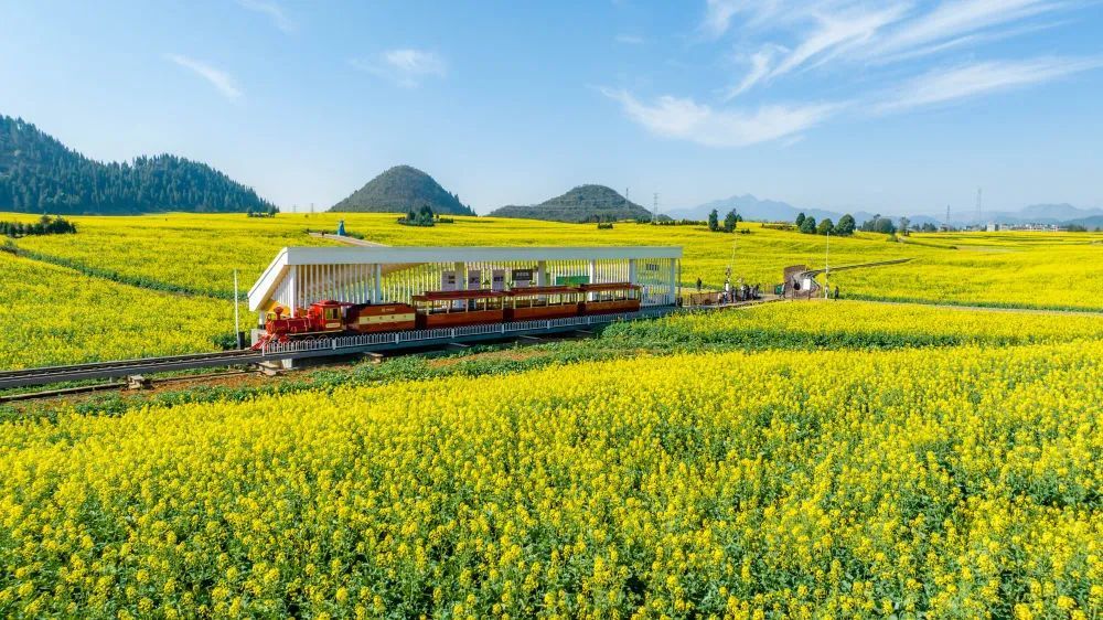 油菜花开出乡村美丽经济