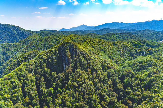 专家分析：云南今冬明春森林防火形势严峻复杂 云南省林业和草原局供图