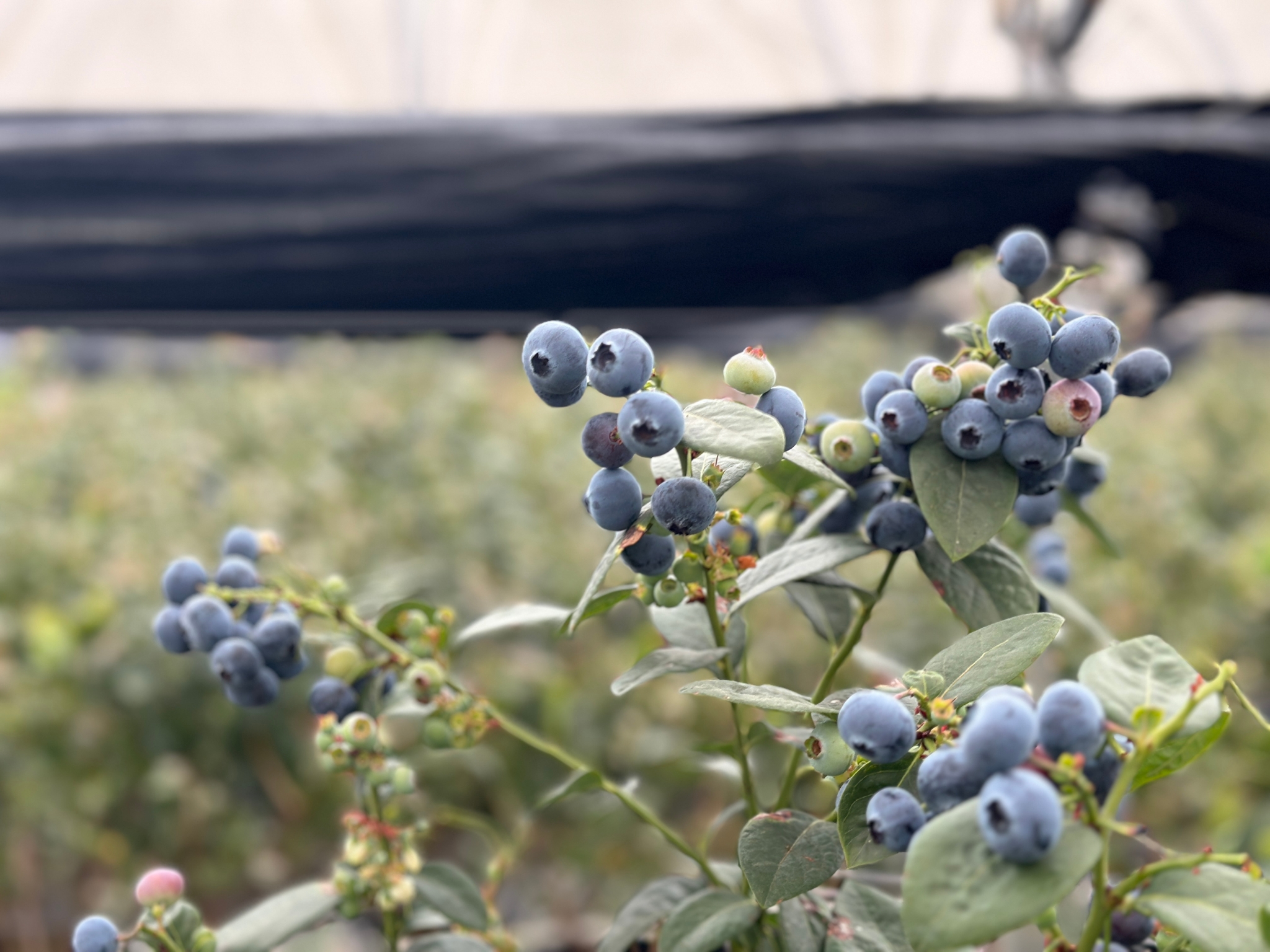 广南:蓝莓基地采果忙 群众增收门路多