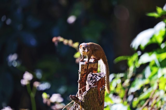 北树鼩 李发芳摄.jpg