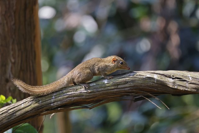 北树鼩 杨吉强摄.jpg