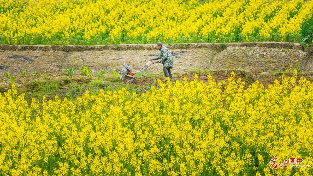 【万象“耕”新春光图】惊蛰唤新生 春耕正当时
