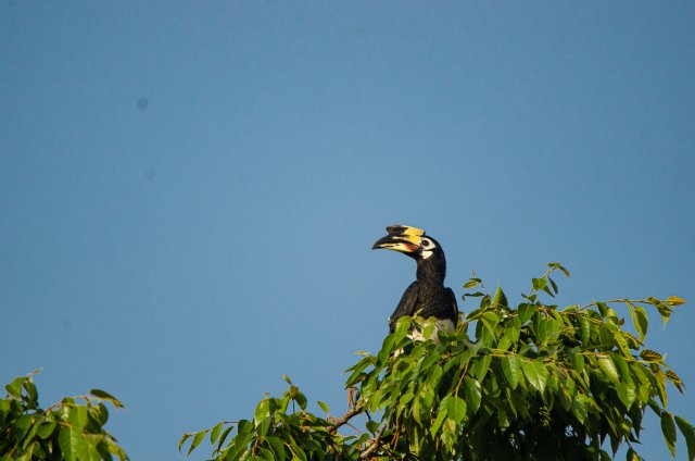 冠斑犀鸟停留于小叶榕树冠上 寸德山摄于2月29日风平镇帕底村.jpg