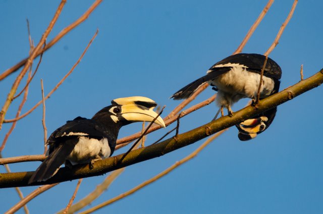 冠斑犀鸟栖息于核桃树枝上 寸德山摄于2月29日风平镇帕底村.jpg