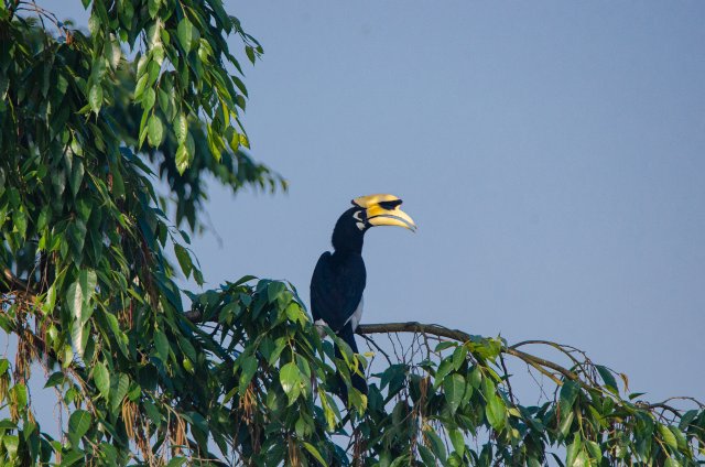 冠斑犀鸟栖息于树上 寸德山摄于2月29日风平镇帕底村 .jpg
