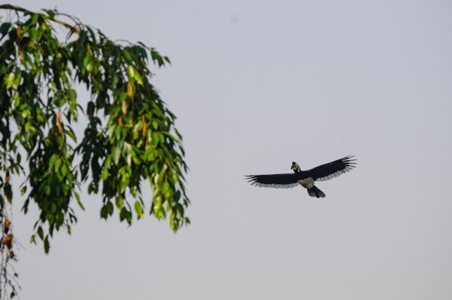 冠斑犀鸟造访德宏州野生动物收容救护中心 寸德山摄于2月29日风平镇帕底村.jpg