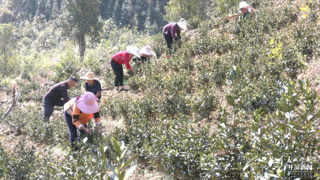 茶农正在龙井茶试种基地采第一批春茶 胡俊 拍摄时间：3月4日.png