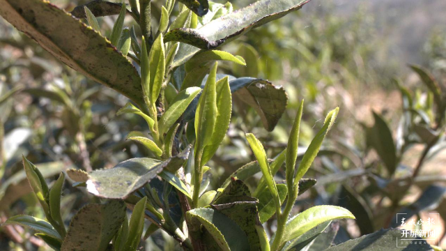 图为龙井茶长出的嫩芽 胡俊 拍摄时间：3月4日.png