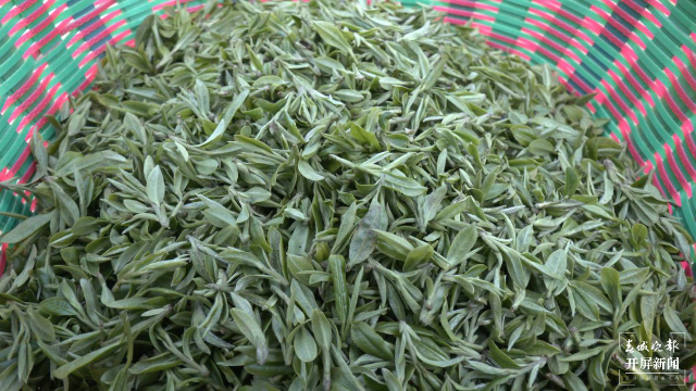 图为采摘的龙井茶鲜叶 胡俊 拍摄时间：3月4日.png