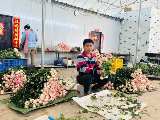 陈德宝正在分拣洛神玫瑰。2024年3月5日 杜莎莎摄。 (1).jpg
