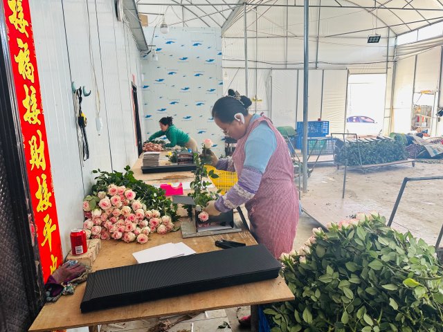 飞航花卉种植基地工人正在打包洛神玫瑰。2024年3月5日 杜莎莎摄。 (1).jpg