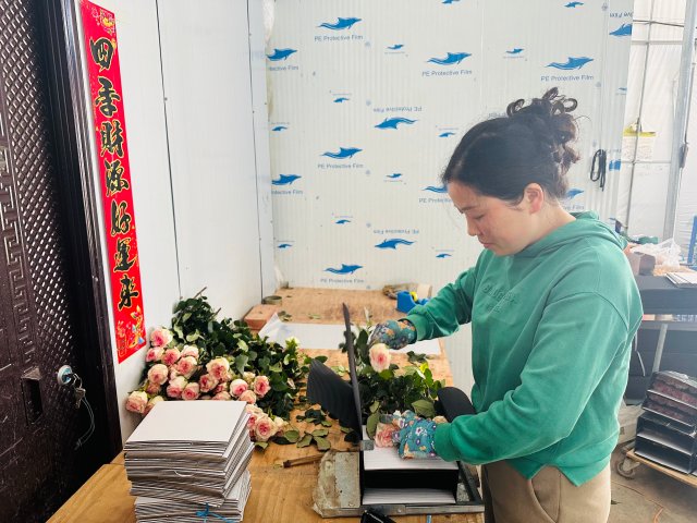 飞航花卉种植基地工人正在打包洛神玫瑰。2024年3月5日 杜莎莎摄。 (2).jpg