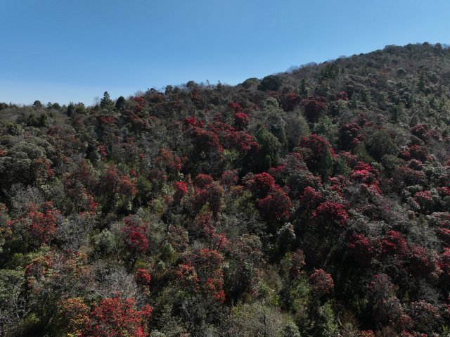 利东山漫山遍野的杜鹃花 刘子安摄 (1).JPG