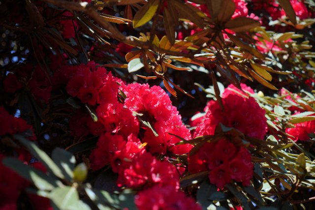 盛开的杜鹃花 刘子安摄 (4).JPG