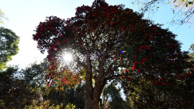 盛开的杜鹃花 罗文昌摄 (3).JPG