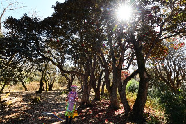盛开的杜鹃花 罗文昌摄 (2).JPG