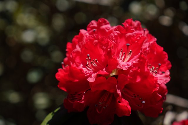 盛开的杜鹃花 刘子安摄 (3).JPG