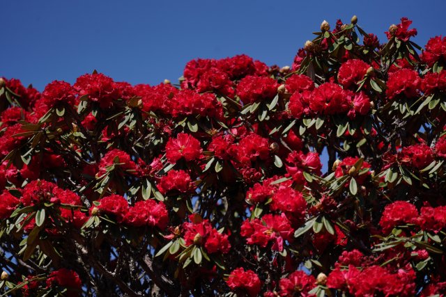 盛开的杜鹃花 刘子安摄 (7).JPG