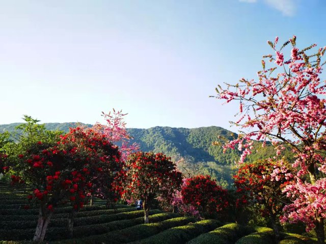 樱花谷：春樱与马缨花齐放 (13).jpg