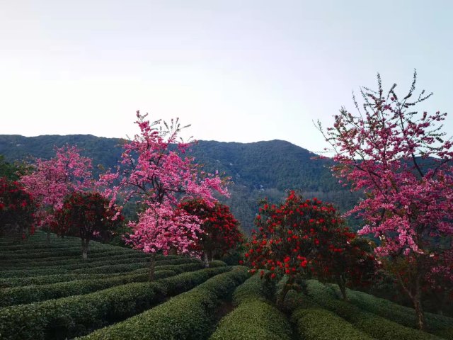 樱花谷：春樱与马缨花齐放 (11).jpg