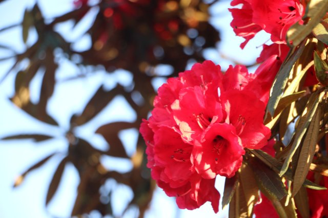 樱花谷：春樱与马缨花齐放 (5).JPG