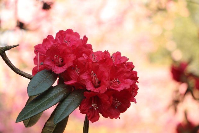 樱花谷：春樱与马缨花齐放 (10).JPG