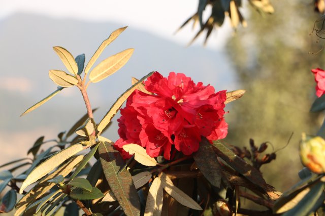 樱花谷：春樱与马缨花齐放 (6).JPG