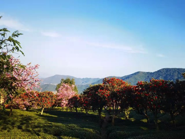 樱花谷：春樱与马缨花齐放 (12).jpg