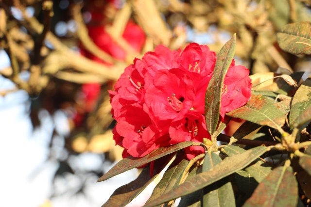 樱花谷：春樱与马缨花齐放 (3).JPG