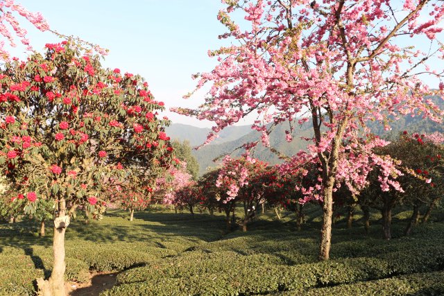 樱花谷：春樱与马缨花齐放 (1).JPG