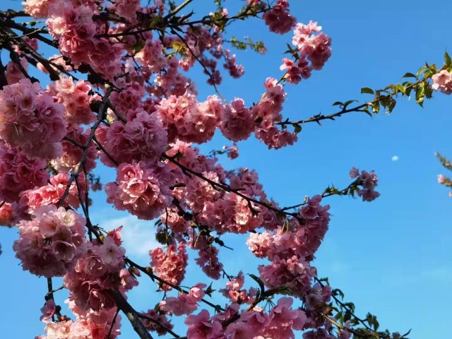 樱花谷：春樱与马缨花齐放 (14).jpg