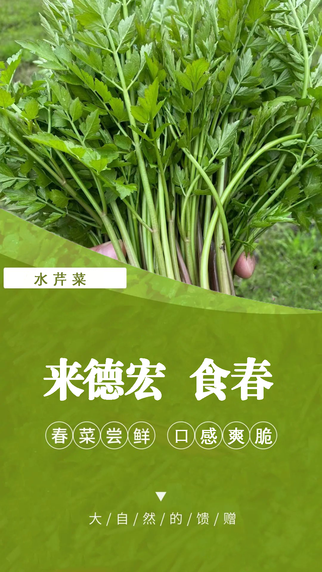 水芹菜又名细叶芹,是一种生长在小溪边,河边和水田里的水生蔬菜,在