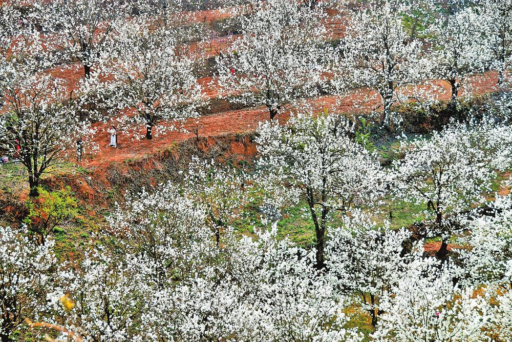个旧市加级寨本报记者 黄翘楚 通讯员 薛莹莹 摄牟定县梨花谷呈贡区万