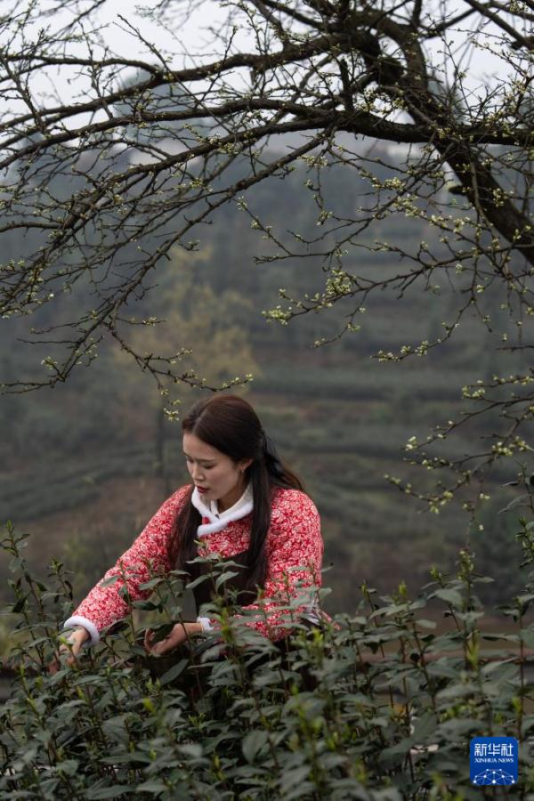 四川纳溪区:早茶飘香 四川纳溪区:早茶飘香