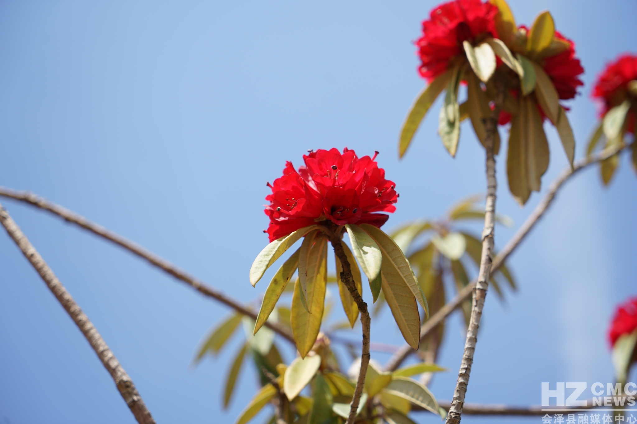 又见马缨花李朝林