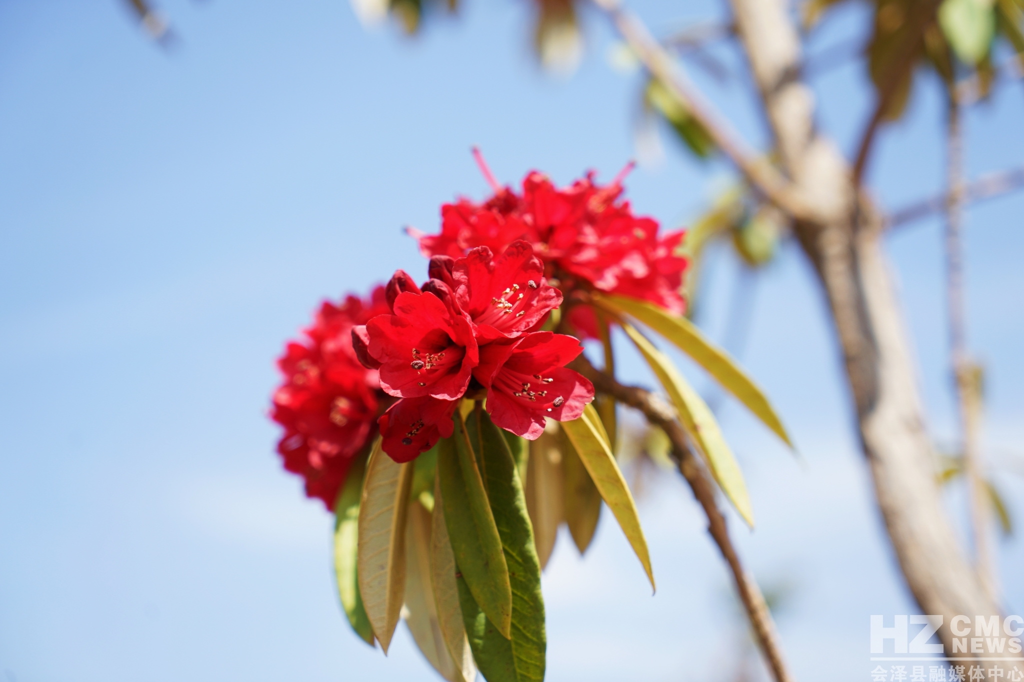 又见马缨花李朝林