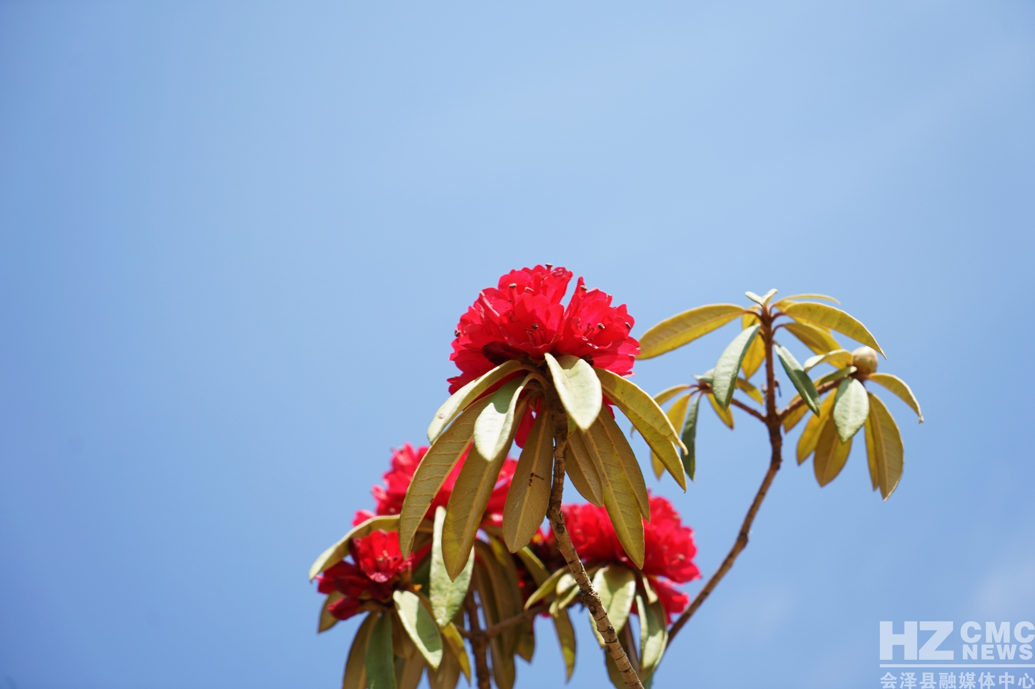 又见马缨花李朝林