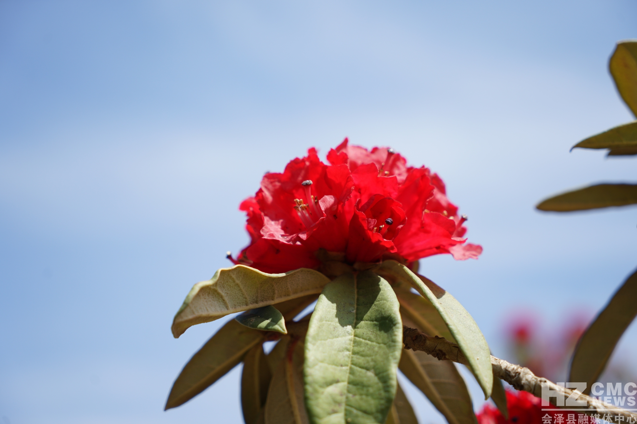 又见马缨花李朝林