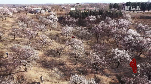 千城百县看中国河北内丘杏花绽放助力乡村游