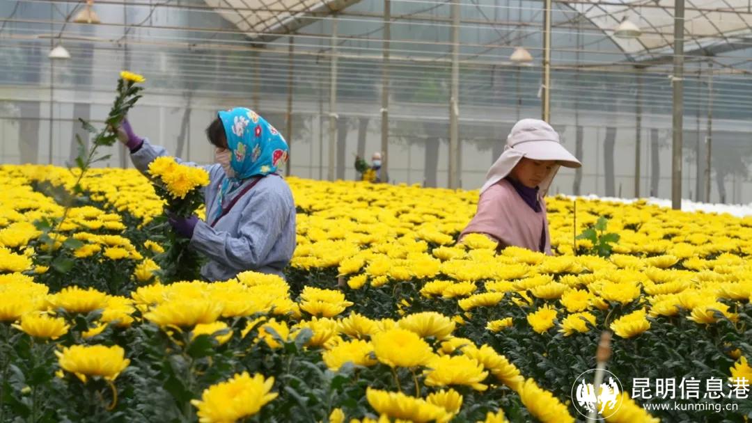 云南省花卉示范园区美丽经济一路生花
