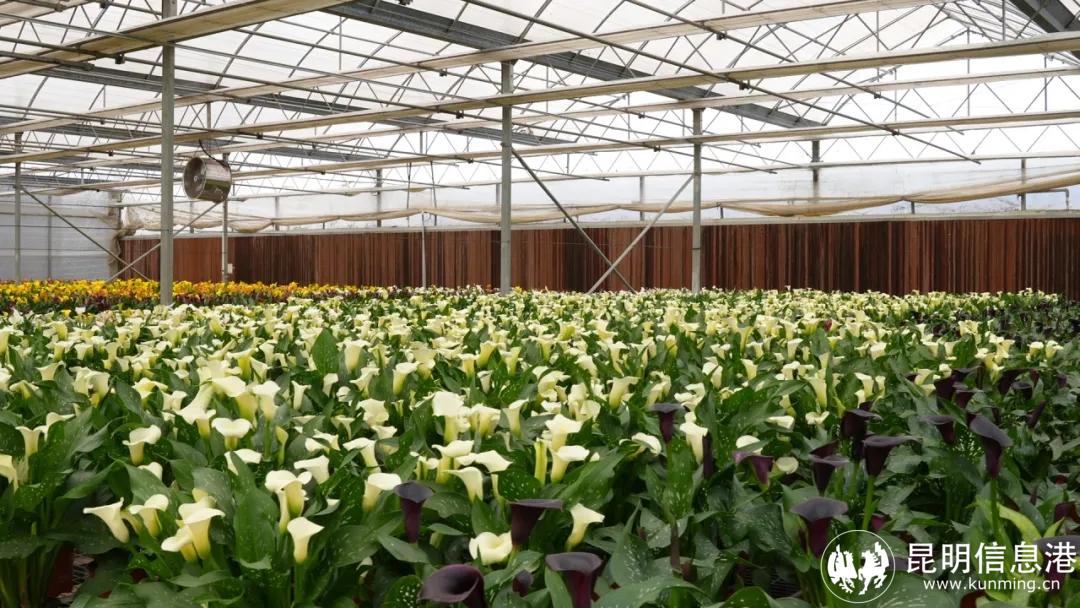 云南省花卉示范园区美丽经济一路生花