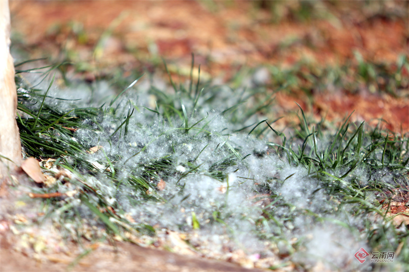 云南昆明又到柳絮纷飞时