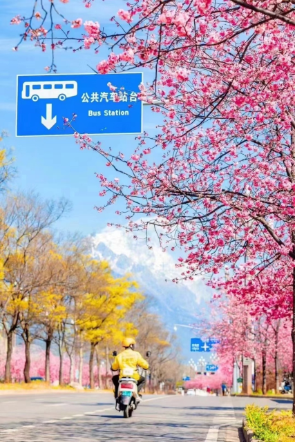 ▲丽江满城花开。通讯员 吴建锋 摄.png