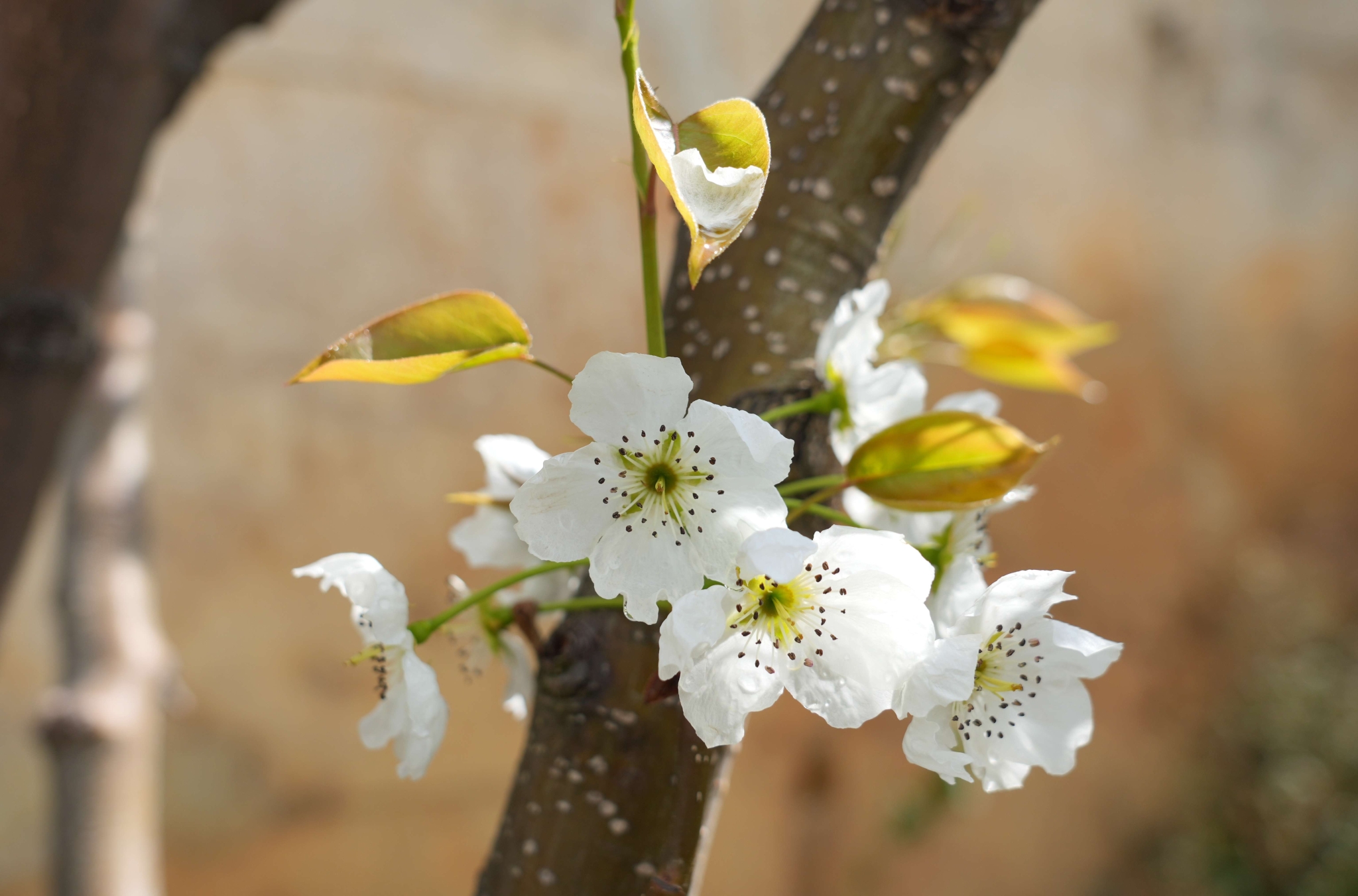 泸水:露珠裹梨花 薄雾绕青峦