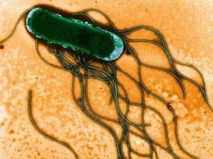 鸡蛋上有一样东西很脏,不注意小心“病从口入” 鸡蛋上有一样东西很脏,不注意小心“病从口入”