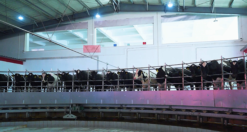 2云端牧场内,正在转盘挤奶机上产奶的奶牛。云端牧场供图